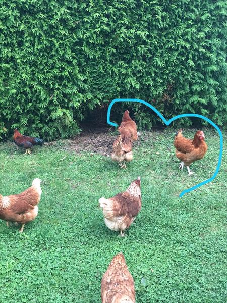 Sliepky neznášajú