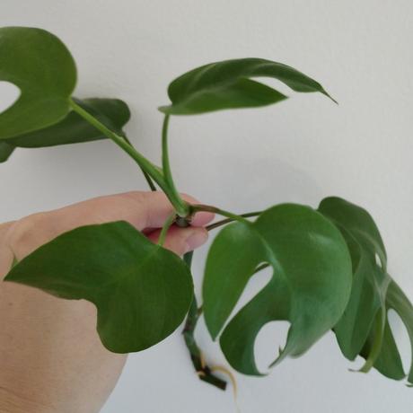 Monstera minima, 
