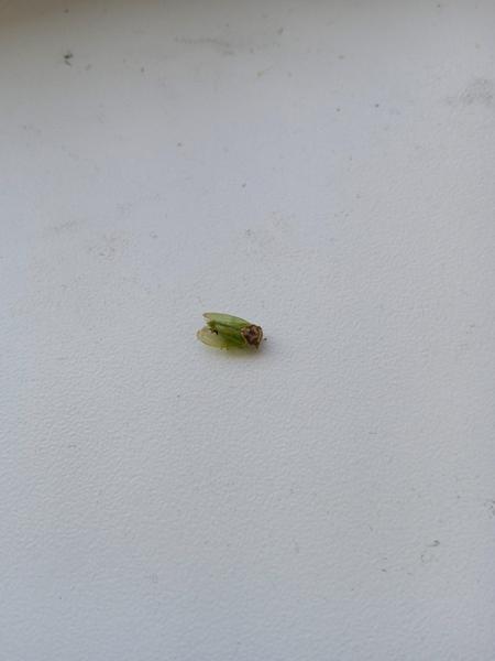 Aký je toto chrobák?