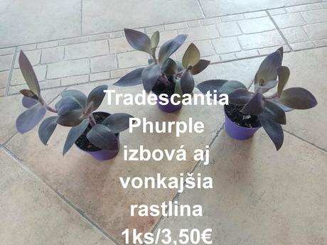 Izbové kvetinky,
