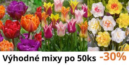 Luxusne holandske tulioany za zlomok ceny,