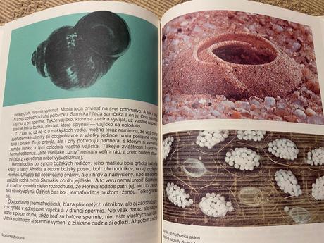 Život v schránke mikuláš j. lisický slimáky ulity, 