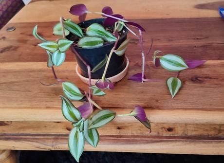 Tradescantia zebrina, 