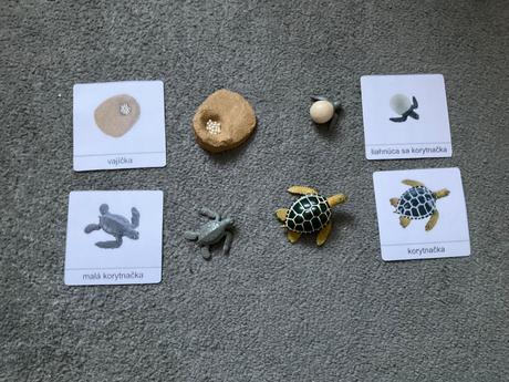 Zivotny cyklus morska korytnacka + karty, 