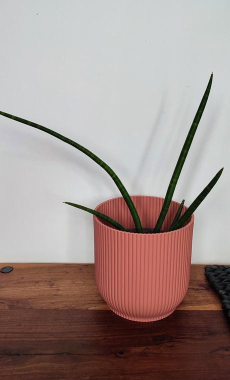 Sansevieria cylindrika, 