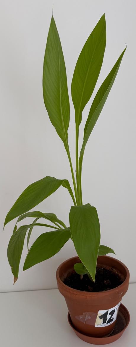 Strelitzia reginae č.12 za 7eur,