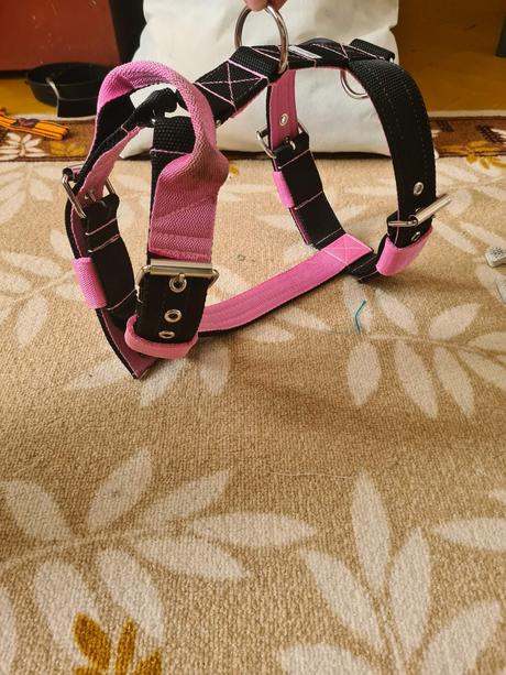 Postroj pre silné bull plemená, 