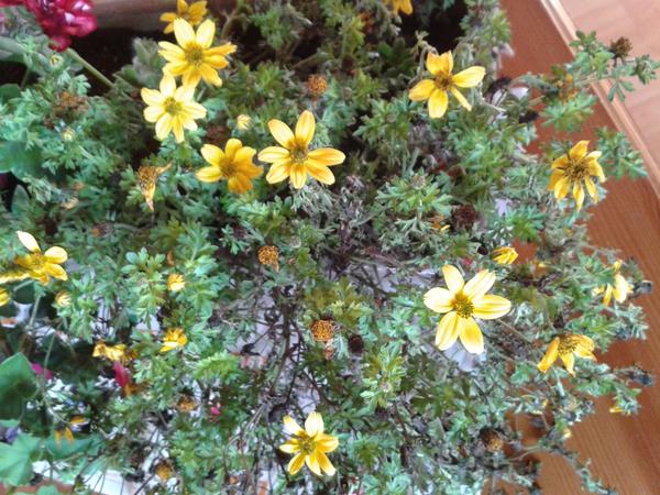 Ako sa starať o balkónové kvety?