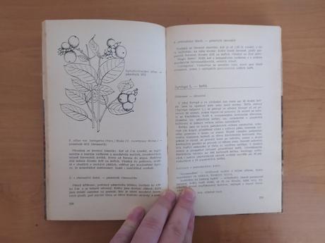 Stále zelené, opadavé a popínavé dreviny našich zá, 