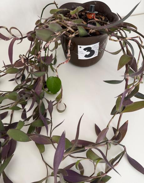 Izbová previsnutá rastlina purple heart č.3,
