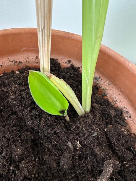 Strelitzia reginae č.12 za 5eur, 