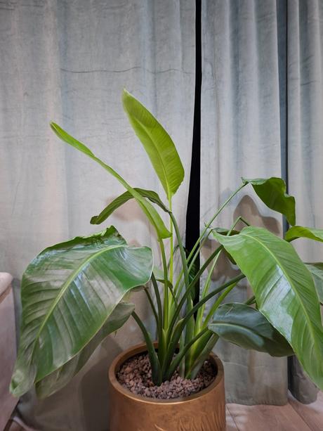 Strelitzia 135 cm s kvetináčom, 