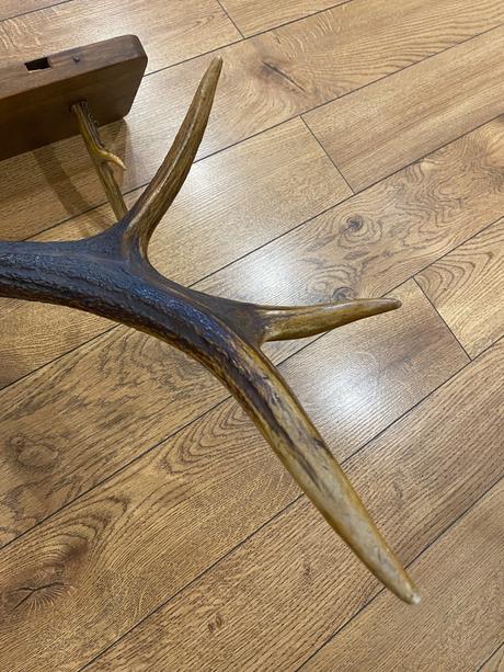 Veľký paroh / parožie na podstavci,