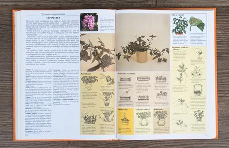 Pestujeme izbové rastliny, 