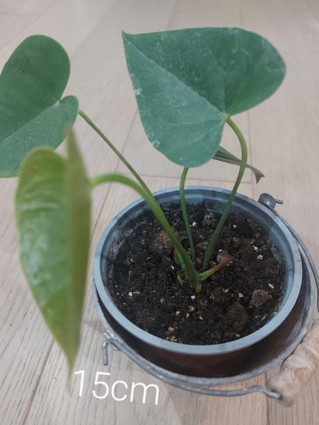 Anturia červená- okrasný kvet -anthurium andreanum,