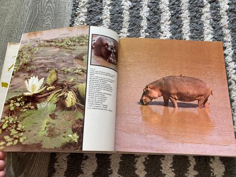 Lev nie je kráľom zvierat-prvé vyd.1981, 