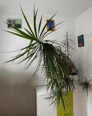 Predám dracaenu marginatu 2metrovú za 50eur, 