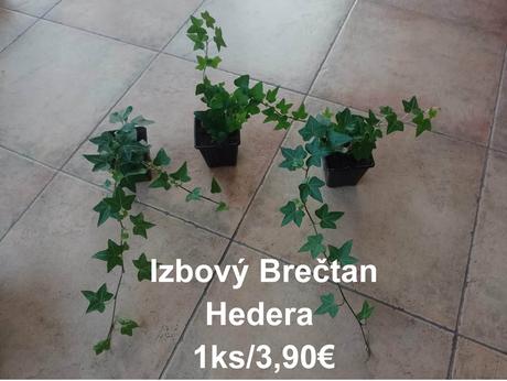 Izbové kvetinky,