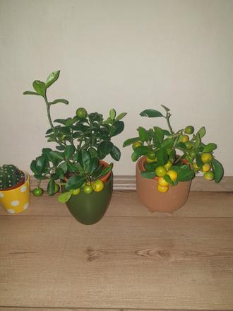 Rastliny citrus ,kaktus...ks/5.90 teraz zlava 4.90,
