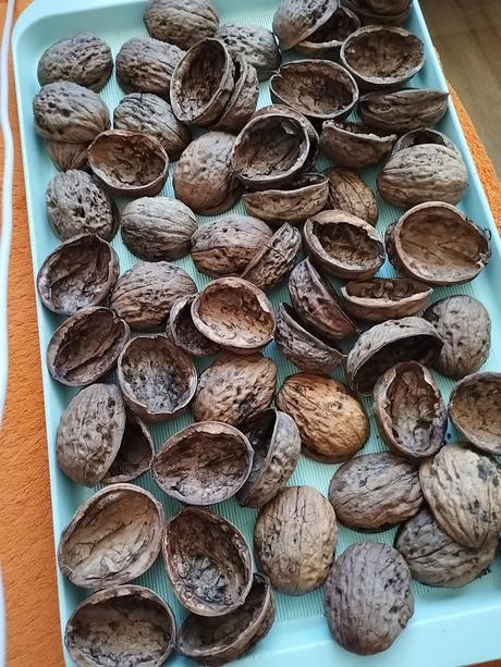 Orechové škrupiny na ďalšiu tvorbu,