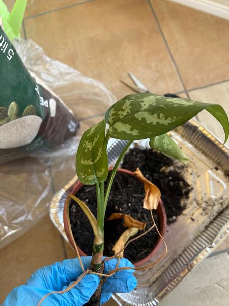 Je možné zachrániť rastlinu bez koreňa?