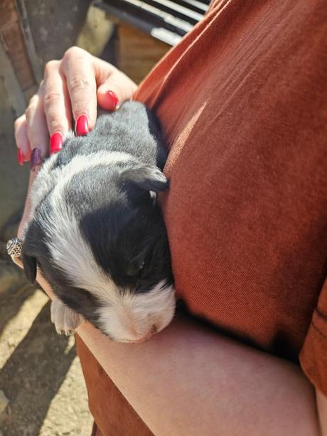 Darovanie šteniatok, 