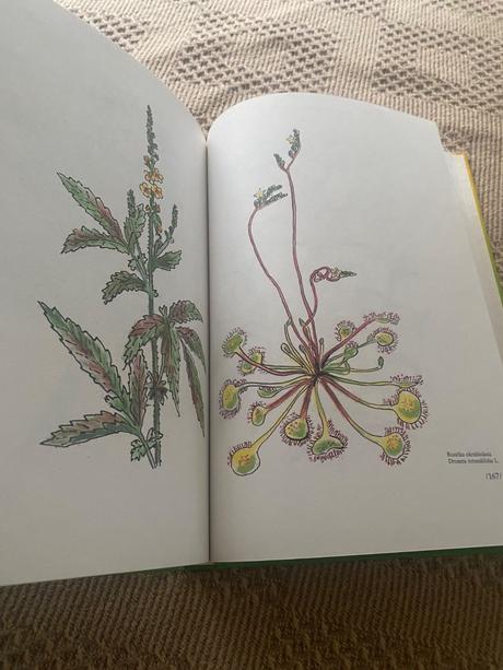 Zázrak menom fytoterapia liečivé byliny,