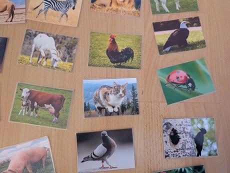 Kartičky zvieratá,