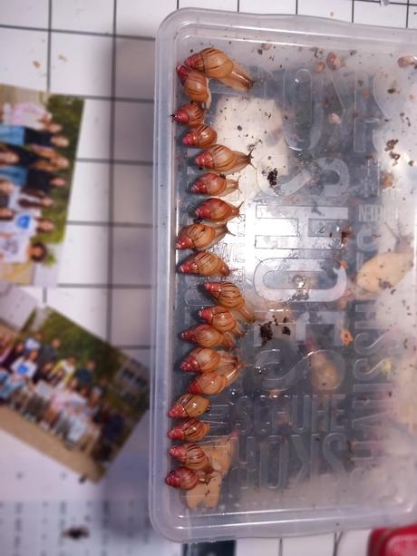 Lisachatina zanzibarika typ4, 