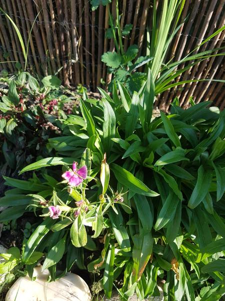 Pomoc s názvom rastliny