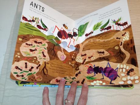 Curious kids pop ups bugs & minibeasts nau20, 