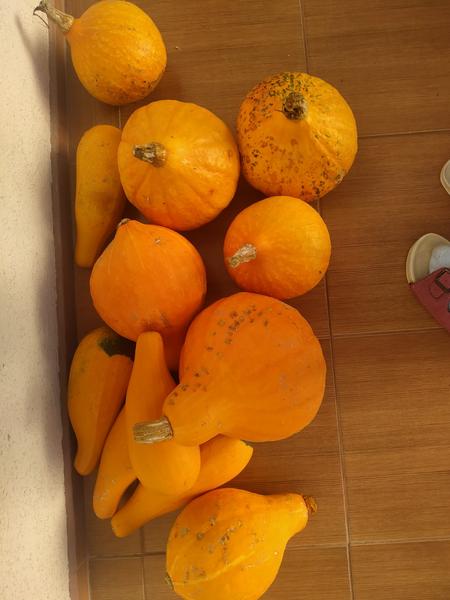 Hokkaido a cuketa za čokoládu