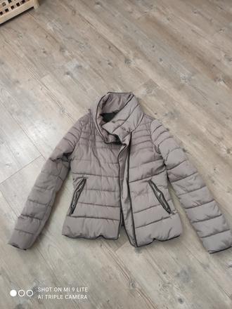 Bezova bundicka calliope, l