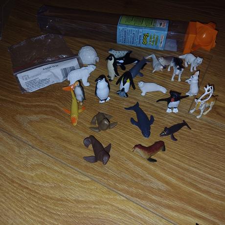 Podla monte pg zvieratá arktída a antarktída,