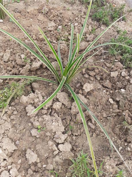 Ostrica japonská okrasná trava, 