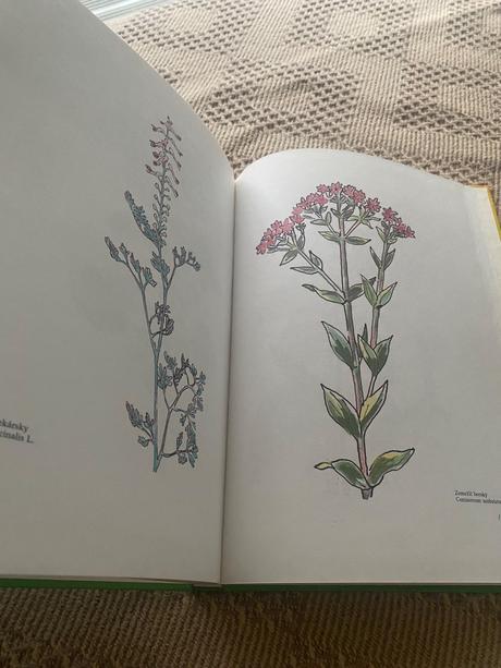 Zázrak menom fytoterapia liečivé byliny,