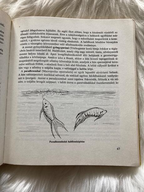 Az állatok násza svadobné tance zvierat (1980),