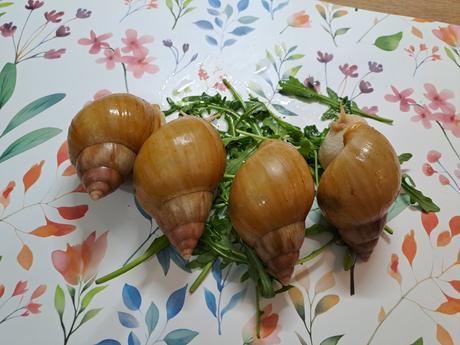 Africký slimáci lissachatina fulica hamillei, 