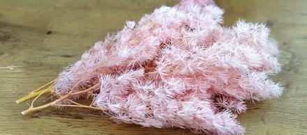 Sušená rastlina - ružová - 30 gramov, 