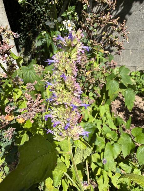 Agastache feniklové aromatické,