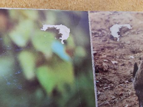 Leporelo kto býva v lese,