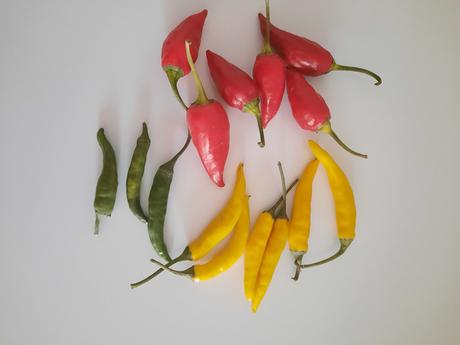 Chilli papričky, 