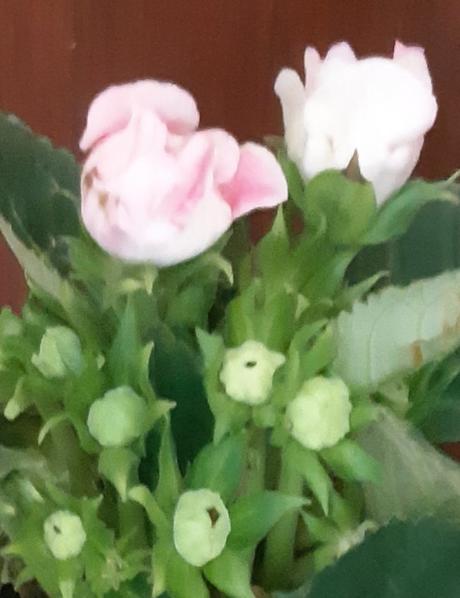 Gloxinia ruzova, 