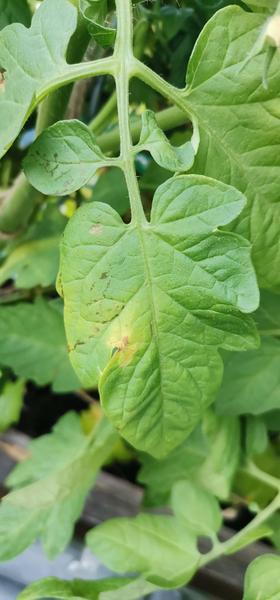 Žlté listy na paradajkách