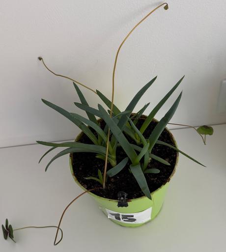 2 x aloe arborescens č.15 a 16,