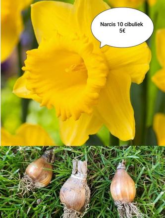 Priesady a cibuľky narcis, modrica,ľan, rudbekia,