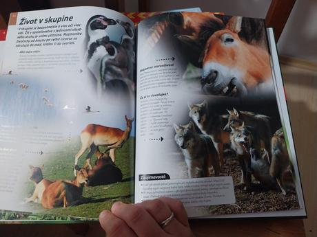 Zvierata na slovensku,