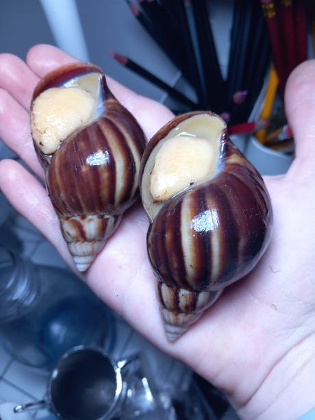 Lisachatina fulica albino body, 