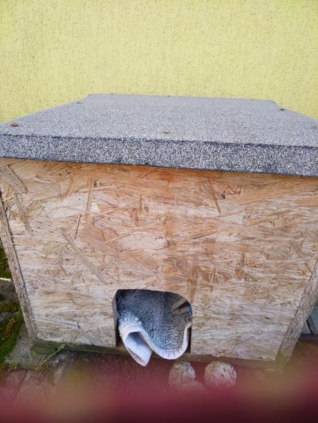 Búdka pre psa, macku, 