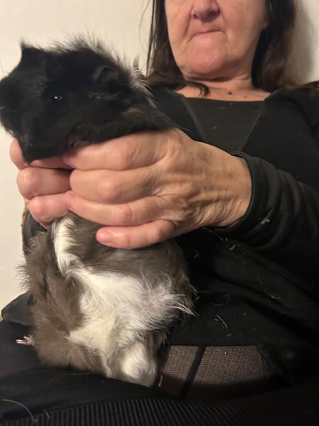 Je moje morské prasiatko len obézne alebo choré?